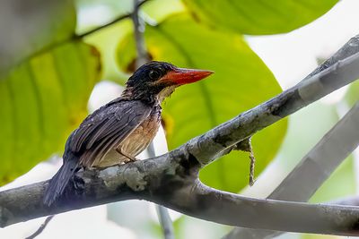 Hombron's Kingfisher - Mindanaobosijsvogel - Martin-chasseur de Hombron