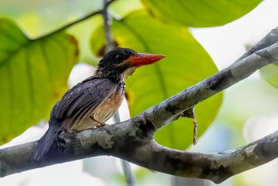 Blue-capped Kingfisher - Mindanaobosijsvogel - Martin-chasseur de Hombron