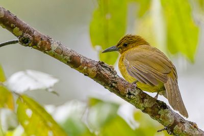 Yellowish Bulbul - Everetts Buulbuul - Bulbul d'Everett