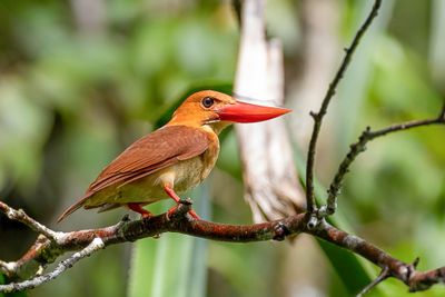 Ruddy Kingfisher - Rosse IJsvogel - Martin-chasseur violet