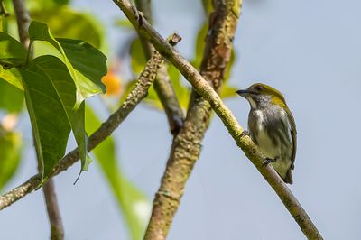 Olive-backed Flowerpecker - Groenrughoningvogel - Dicée olive
