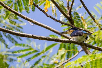Rufous-lored Kingfisher - Winchells IJsvogel - Martin-chasseur de Winchell