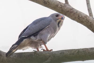 Lizard Buzzard - Hagedisbuizerd - Autour unibande