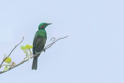 Emerald Starling - Emeraldspreeuw - Choucador iris (j)