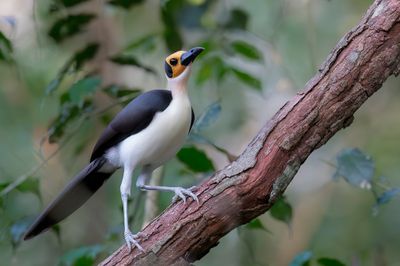 White-necked Rockfowl - Witnekkaalkopkraai - Picatharte de Guinée