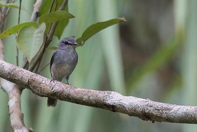 Cassin's Flycatcher - Cassins Vliegenvanger - Gobemouche de Cassin