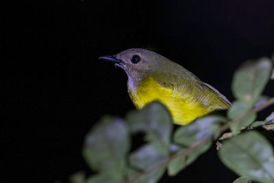 Yellow-bellied Whistler - Filipijnse Fluiter - Siffleur des Philippines