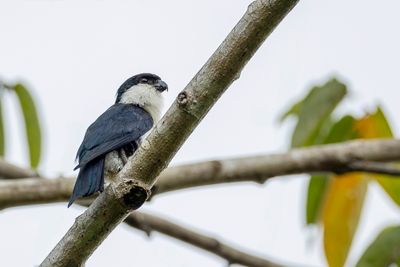 Philippine Falconet - Filipijnse Dwergvalk - Fauconnet des Philippines