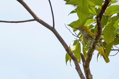 Philippine Oriole - Filipijnse Wielewaal - Loriot des Philippines
