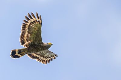 Philippine Serpent Eagle - Filipijnse Slangenarend - Serpentaire des Philippines