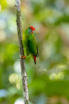 Philippine Hanging Parrot - Filipijnse Vleermuisparkiet - Coryllis des Philippines