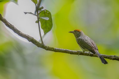 Rusty-crowned Babbler - Geelkeelboomtimalia - Timalie mitrée