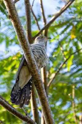 Himalayan Cuckoo - Himalayakoekoek - Coucou de l'Himalaya