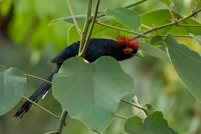 Rough-crested Malkoha - Roodbrauwmalkoha - Malcoha à sourcils rouges