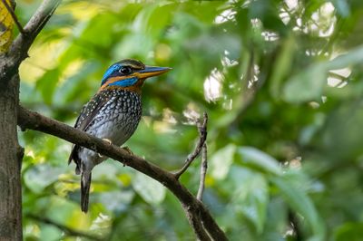 Spotted Wood Kingfisher - Luzonbosijsvogel - Martin-chasseur tacheté