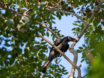 Luzon Hornbill - Luzonneushoornvogel - Calao de Manille (m+f)