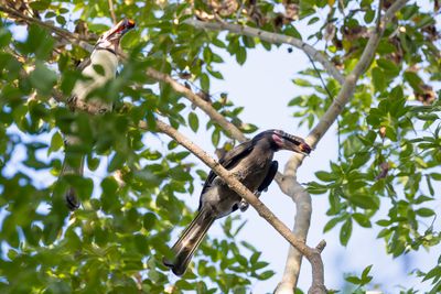 Luzon Hornbill - Luzonneushoornvogel - Calao de Manille (m+f)