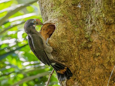 Luzon Hornbill - Luzonneushoornvogel - Calao de Manille (f)