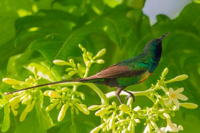 Beautiful Sunbird - Feeënhoningzuiger - Souimanga à longue queue (m)