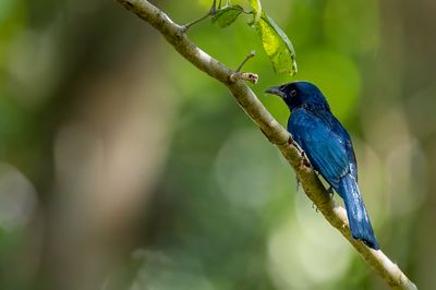 Balicassiao - Filipijnse Drongo - Drongo balicassio