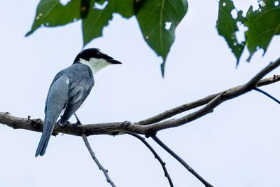 Ashy Minivet - Grijze Menievogel - Minivet cendré (m)