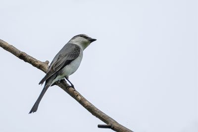 Ashy Minivet - Grijze Menievogel - Minivet cendré (f)