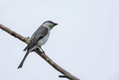 Ashy Minivet - Grijze Menievogel - Minivet cendré (f)