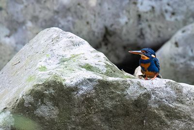 Indigo-banded Kingfisher - Blauwborstdwergijsvogel - Martin-pêcheur à poitrine bleue (m)