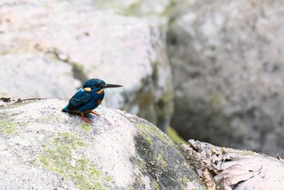Indigo-banded Kingfisher - Blauwborstdwergijsvogel - Martin-pêcheur à poitrine bleue (m)