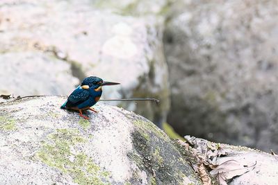 Indigo-banded Kingfisher - Blauwborstdwergijsvogel - Martin-pêcheur à poitrine bleue (m)