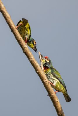 Coppersmith Barbet - Kopersmid - Barbu à plastron rouge