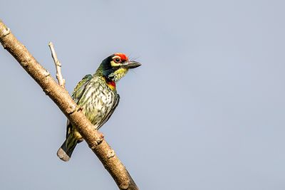 Coppersmith Barbet - Kopersmid - Barbu à plastron rouge
