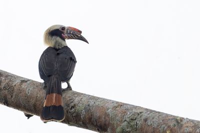 Luzon Hornbill - Luzonneushoornvogel - Calao de Manille (m)