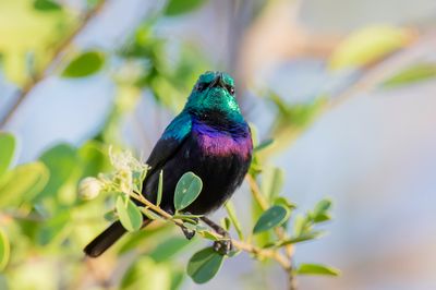 Tsavo Sunbird - Tsavopurperbandhoningzuiger - Souimanga du Tsavo