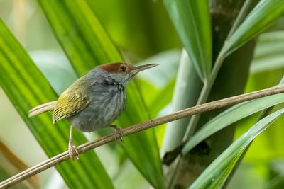 Grey-backed Tailorbird - Luzonsnijdervogel - Couturière de Luçon