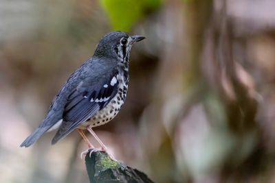 Ashy Thrush - Mindorolijster - Grive cendrée