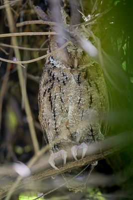 Philippine Scops Owl - Filipijnse Dwergooruil - Petit-duc de Luçon