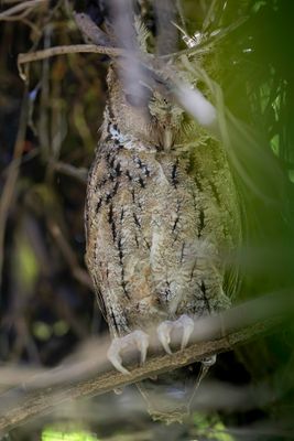 Philippine Scops Owl - Filipijnse Dwergooruil - Petit-duc de Luçon