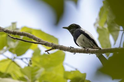Philippine Magpie-Robin - Filipijnse Dayallijster - Shama des Philippines