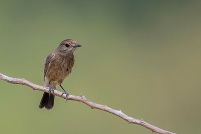 Pied Bushchat - Zwarte Roodborsttapuit - Tarier pie