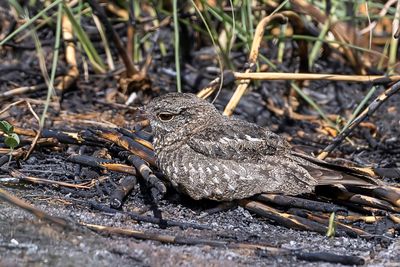 Savanna Nightjar - Savannenachtzwaluw - Engoulevent affin