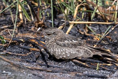 Chirruping Nightjar - Kayumangginachtzwaluw - Engoulevent griset