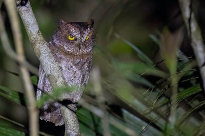 Luzon Scops Owl - Luzondwergooruil - Petit-duc longicorne
