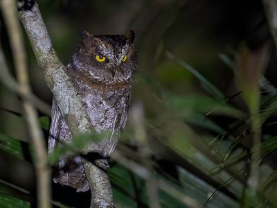 Luzon Scops Owl - Luzondwergooruil - Petit-duc longicorne