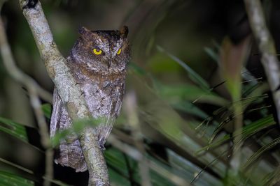 Luzon Scops Owl - Luzondwergooruil - Petit-duc longicorne