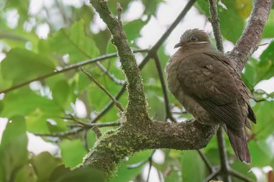White-eared Brown Dove - Kleine Bruine Vruchtduif - Phapitréron à oreillons blancs