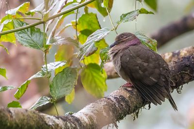 Amethyst Brown Dove - Grote Bruine Vruchtduif - Phapitréron améthyste