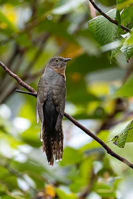 Rusty-breasted Cuckoo - Indonesische Koekoek - Coucou à ventre roux