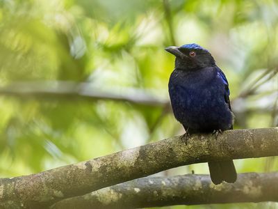 Philippine Fairy Bluebird - Filipijnse Blauwrug - Irène à ventre bleu