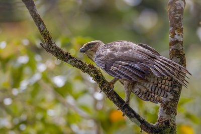 Philippine Hawk-Eagle - Noord-Filipijnse Kuifarend - Aigle des Philippines